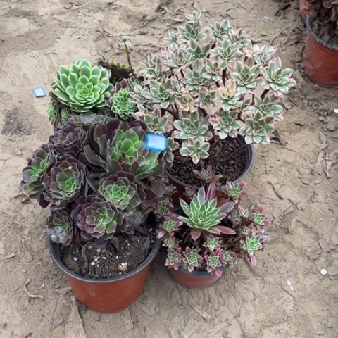 035多肉植物组合，