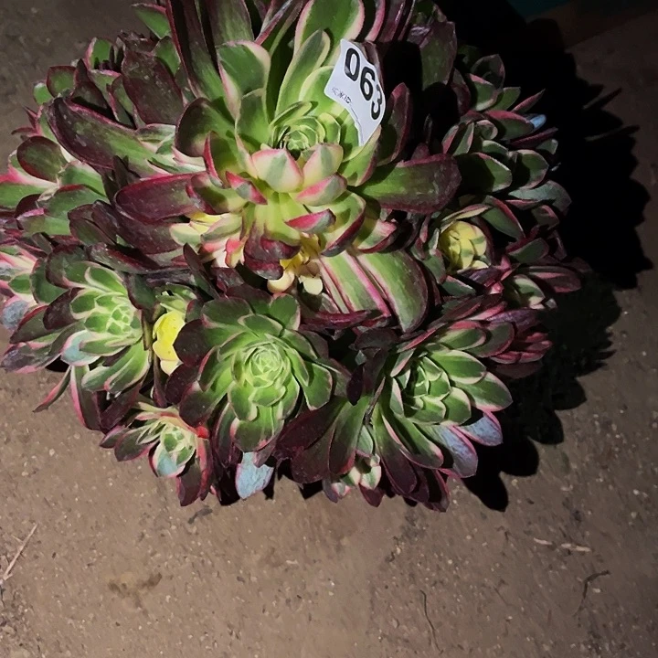063海仙多肉植物处理不售后