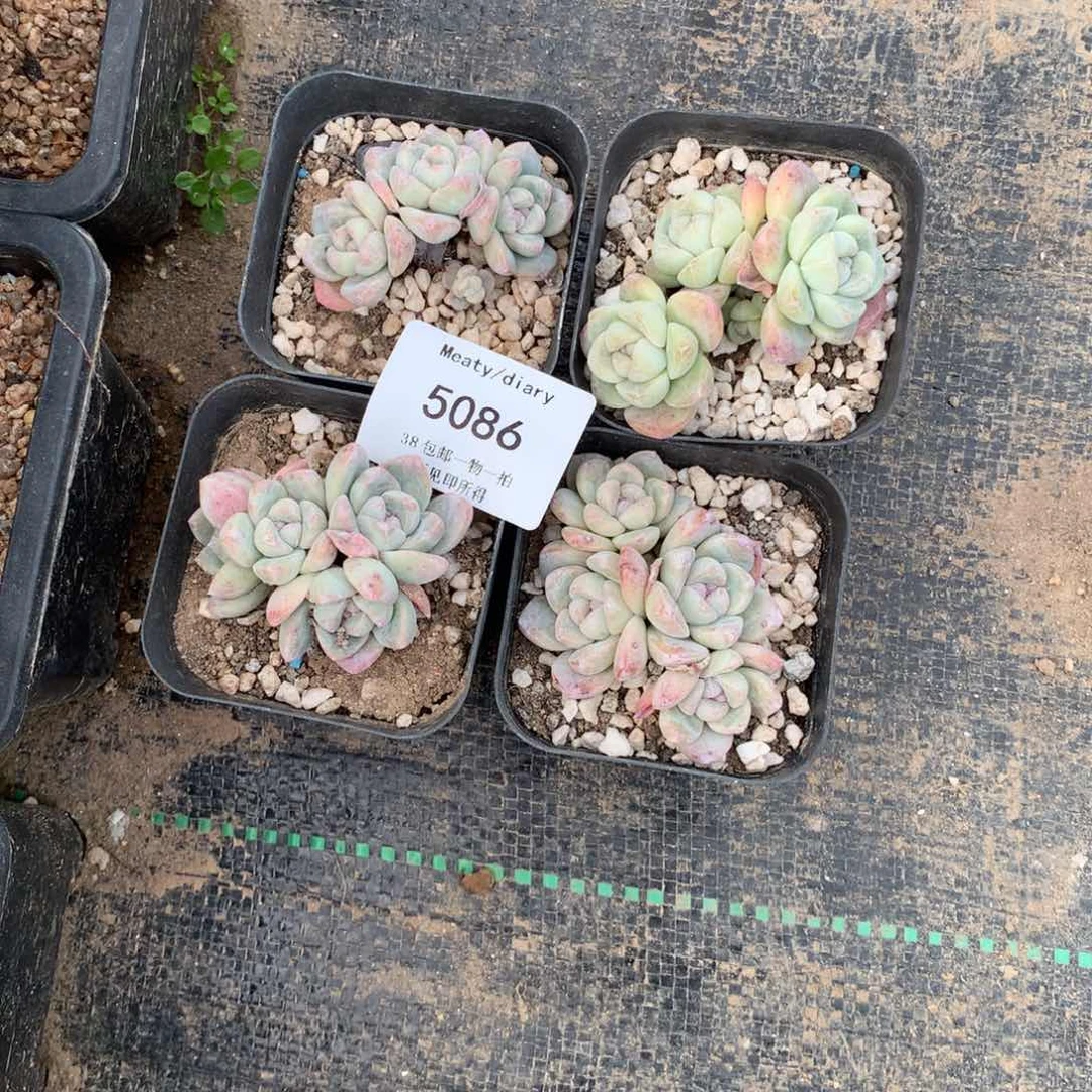 静**月5086冰玉4颗5厘米左右脱土发加保温