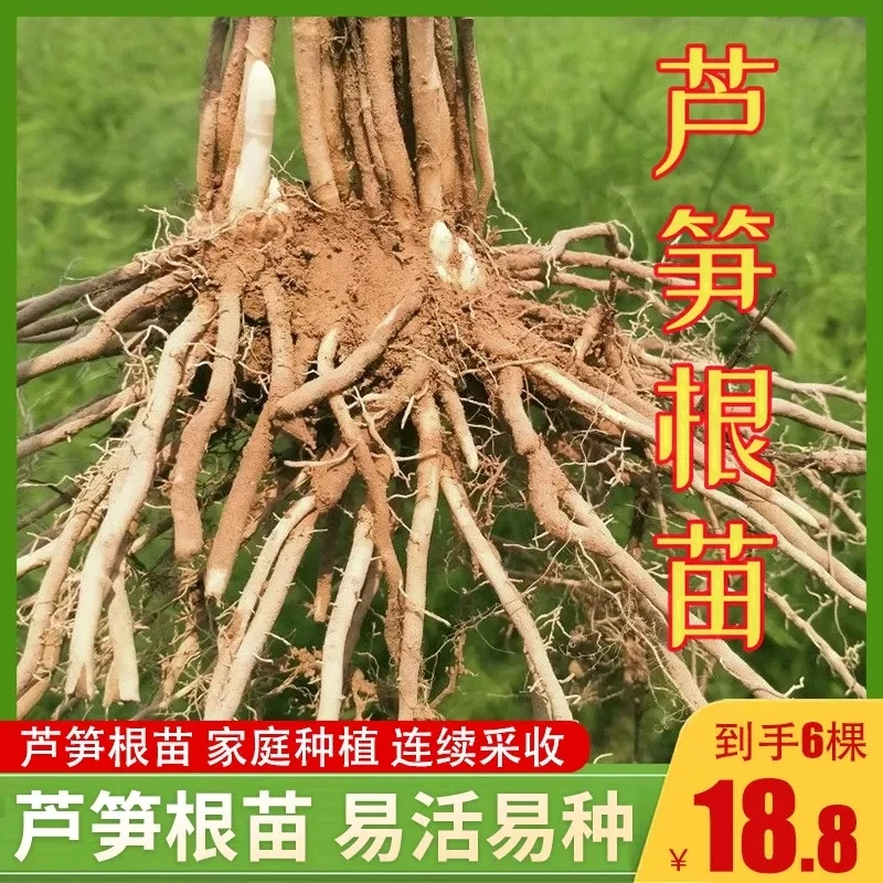 抢！芦笋根苗四季种植蔬菜庭院阳台盆栽多年生种苗