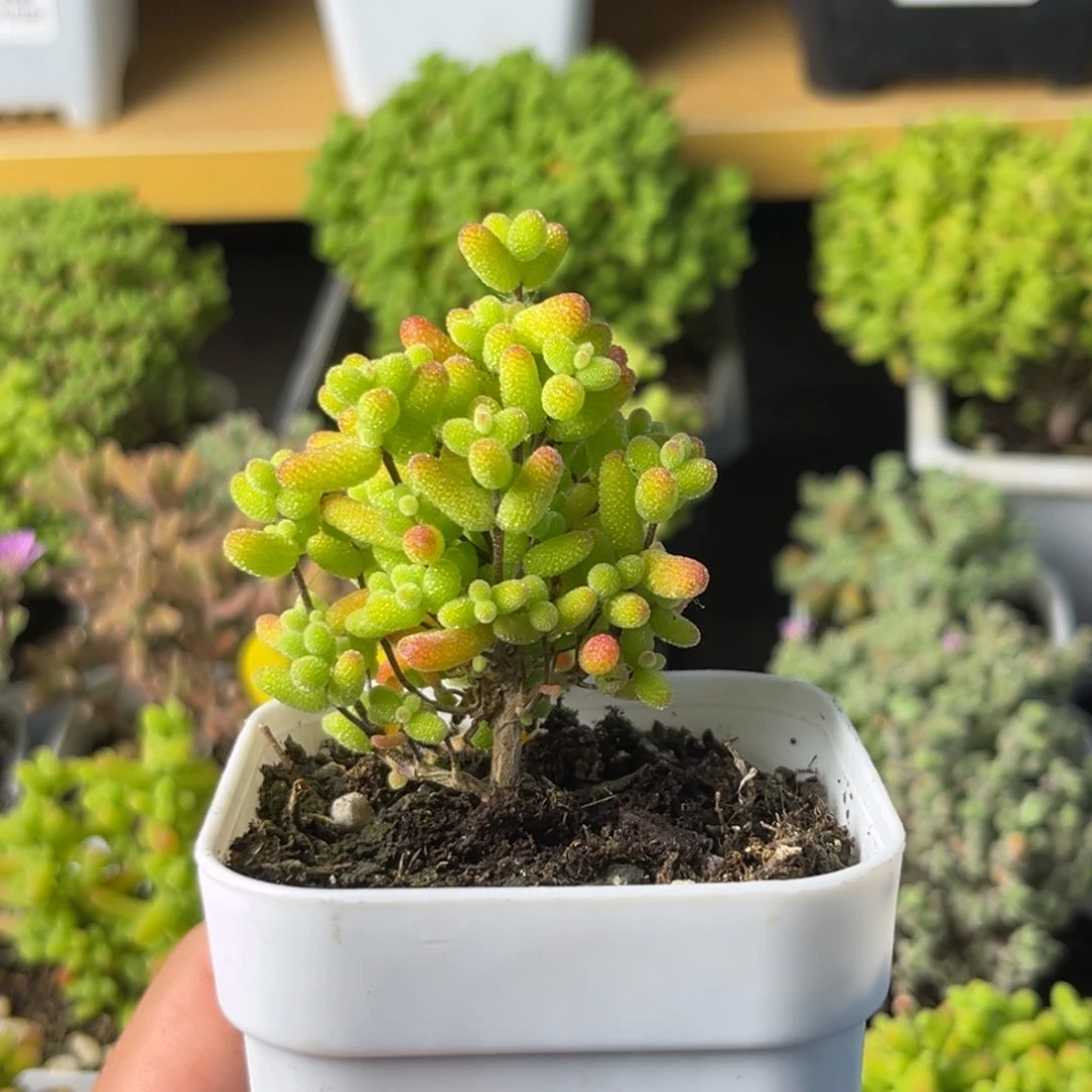 824金桔糖球小树。