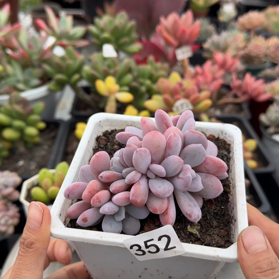 352号 一物一拍 一物一拍