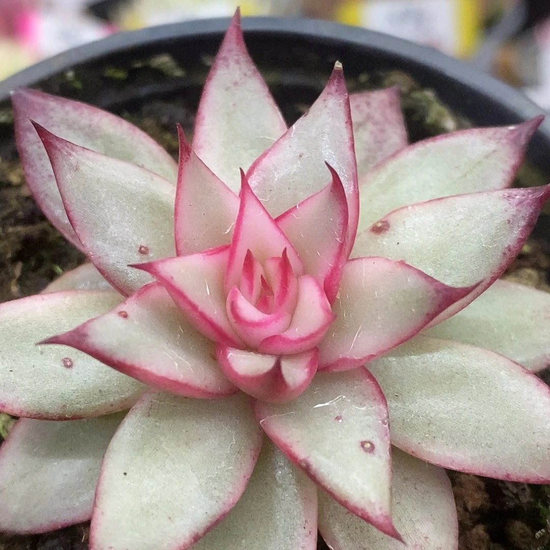 412吉赛尔哈哈哈哈哈