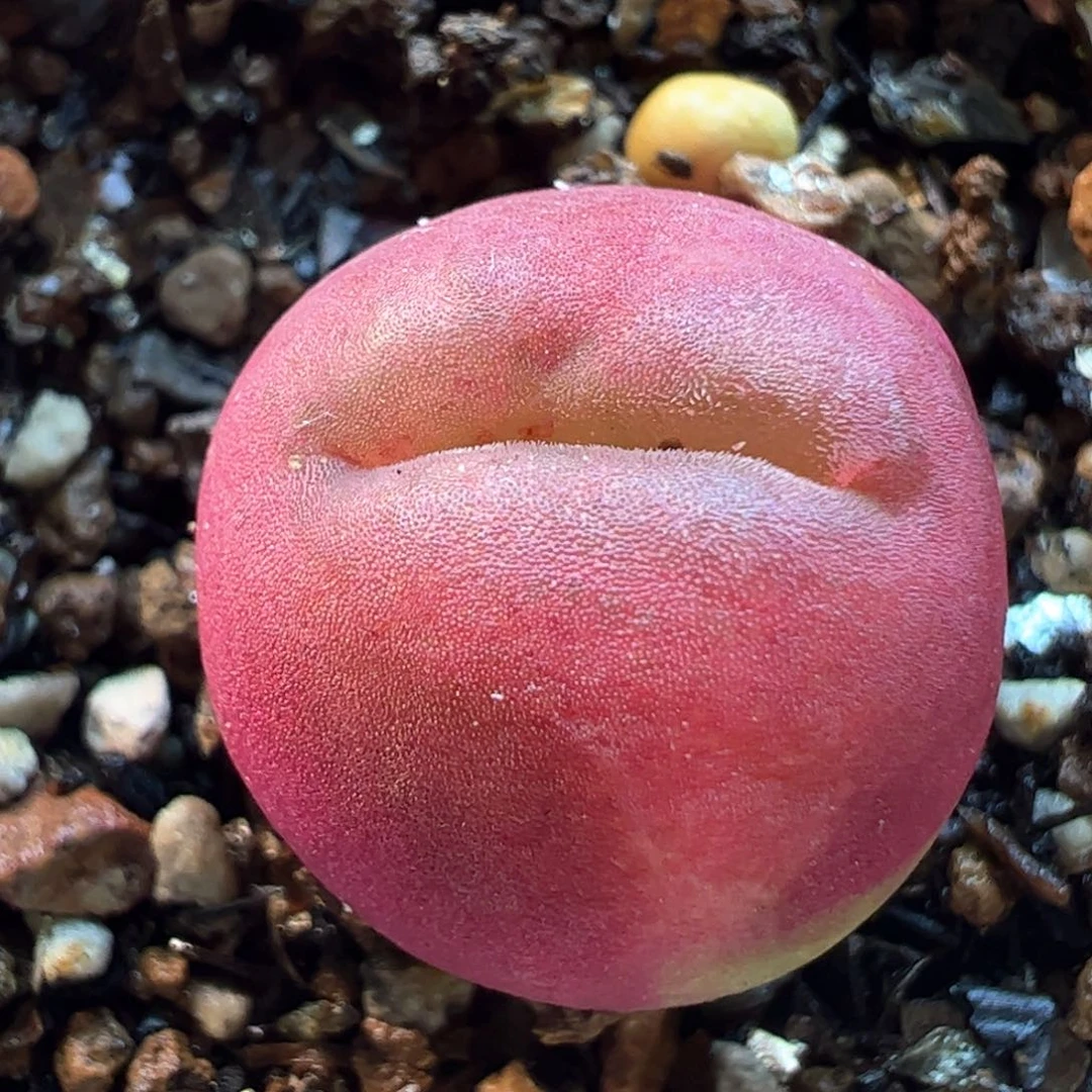 小丑毛多肉植物百科