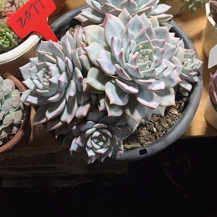 郭***芬0000000000000000002077