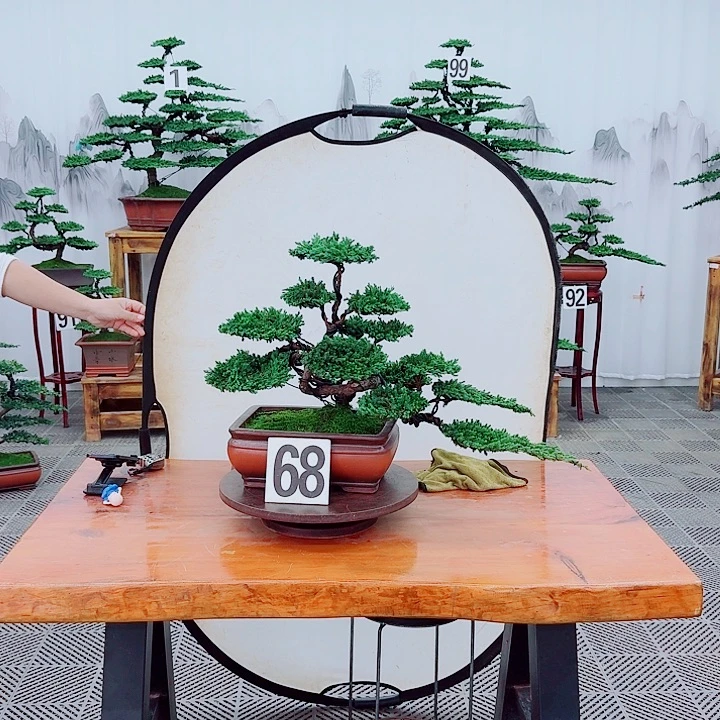 风***4无花朵松柏盆景一物一拍
