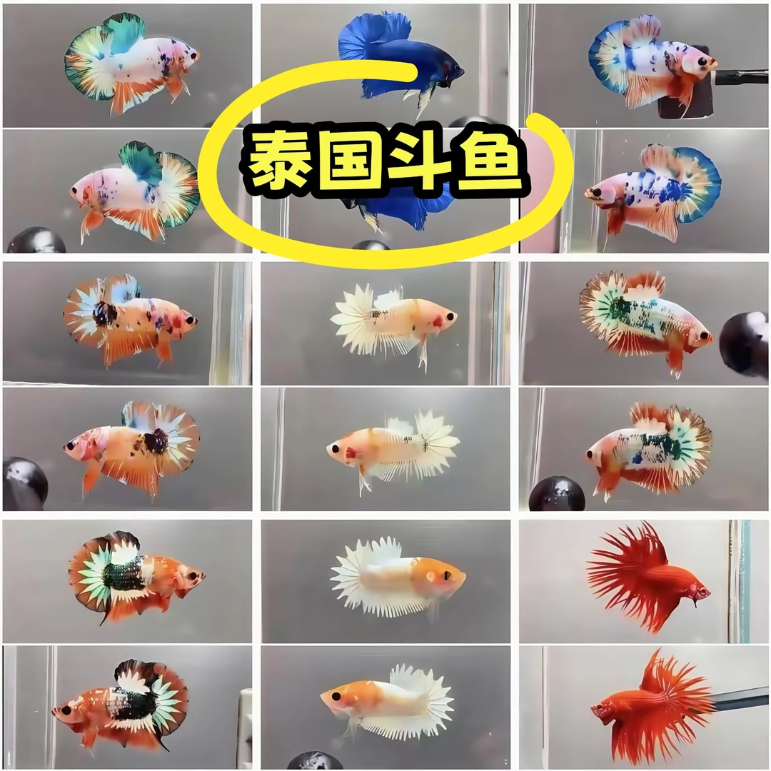 编301-350一波泰国斗鱼观赏鱼