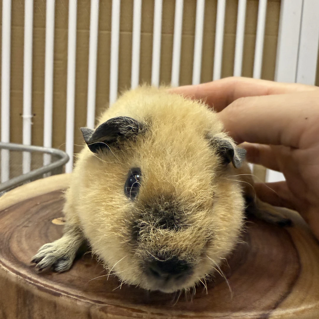 奶黄泰加荷兰猪妹妹无冠无翘旋无真菌一个月大