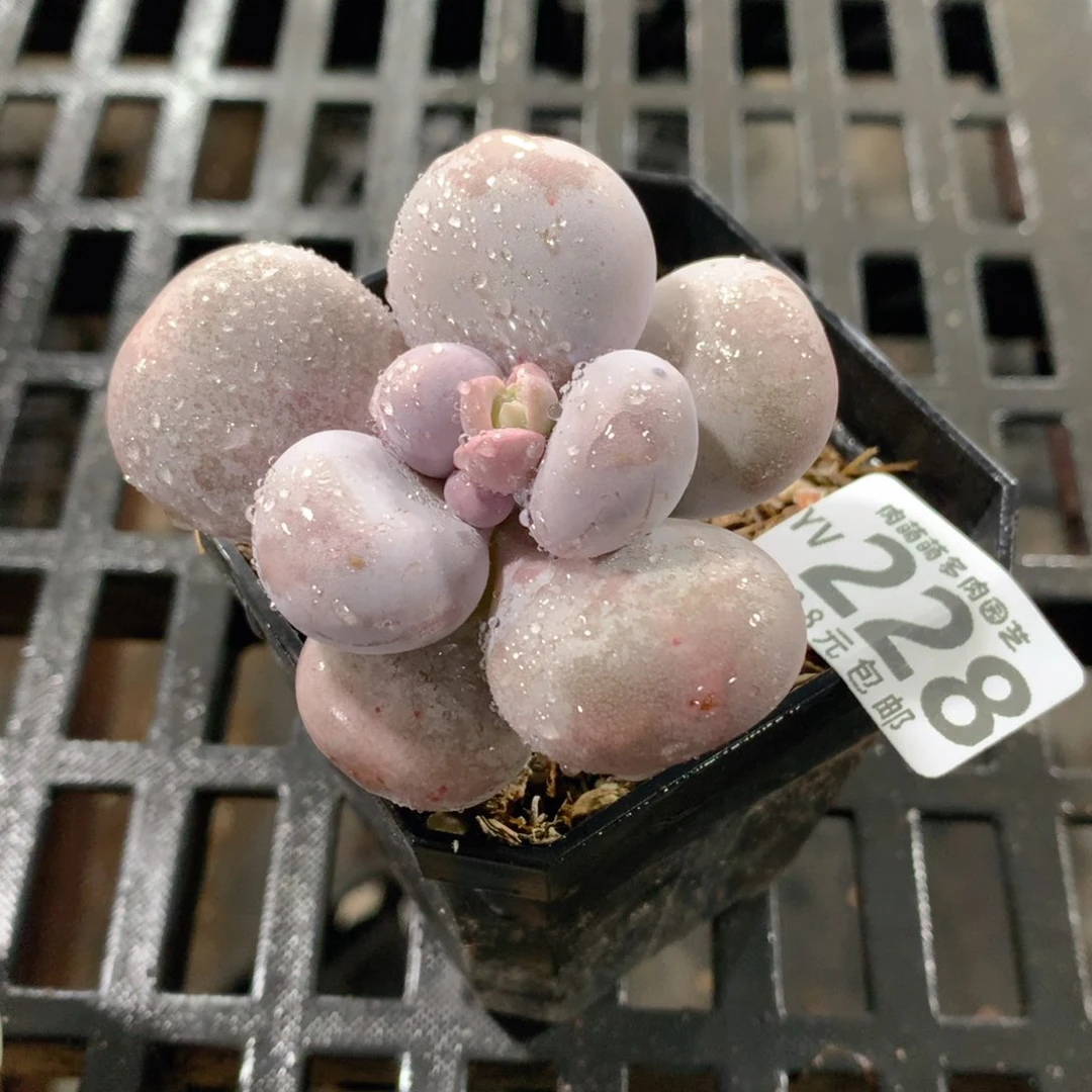 肉萌萌拇指盆精控多肉YV228