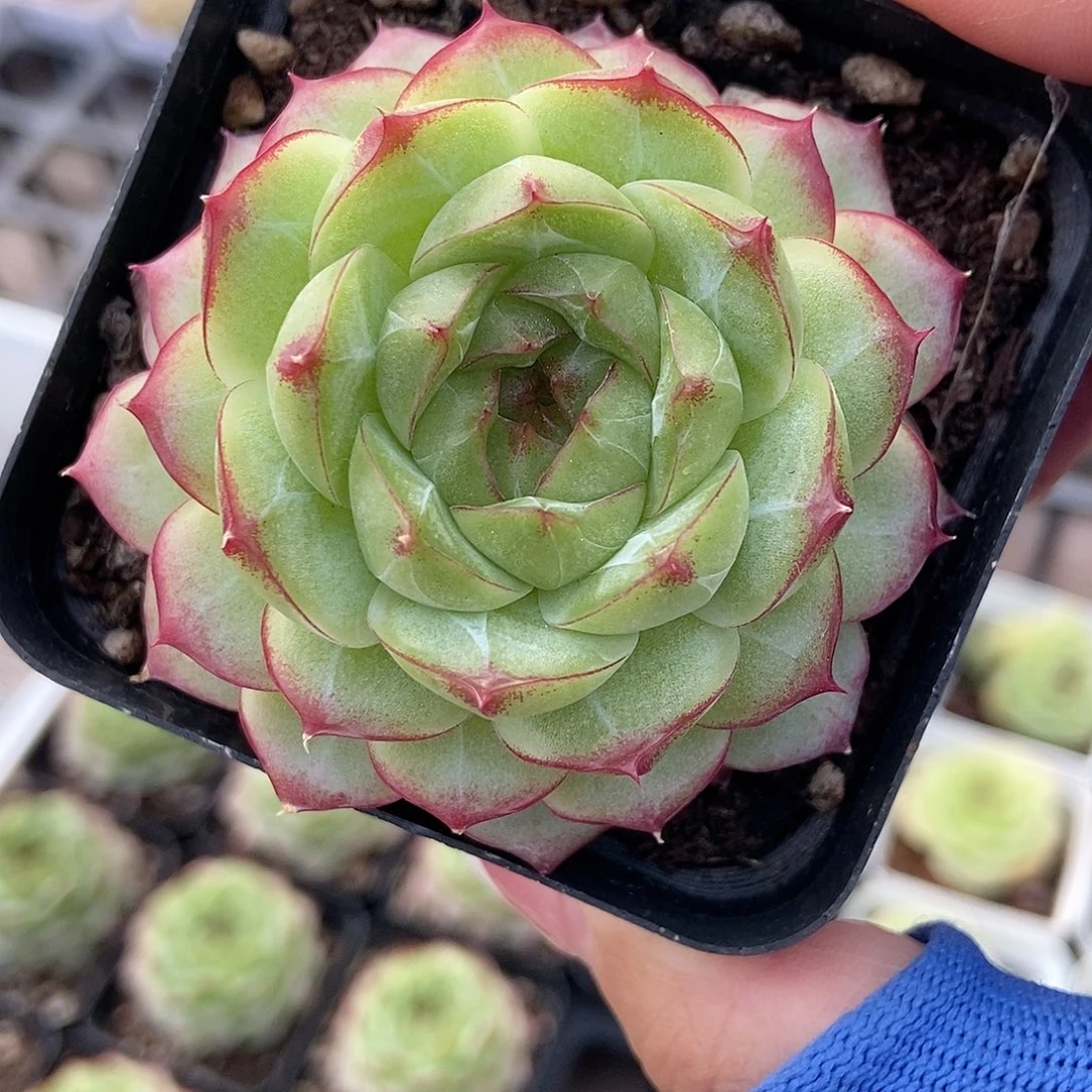 金泰家多肉，327珍妮女王