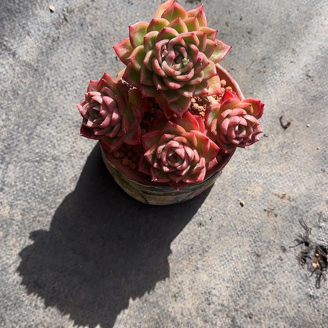 小小弟精品多肉雪绒花