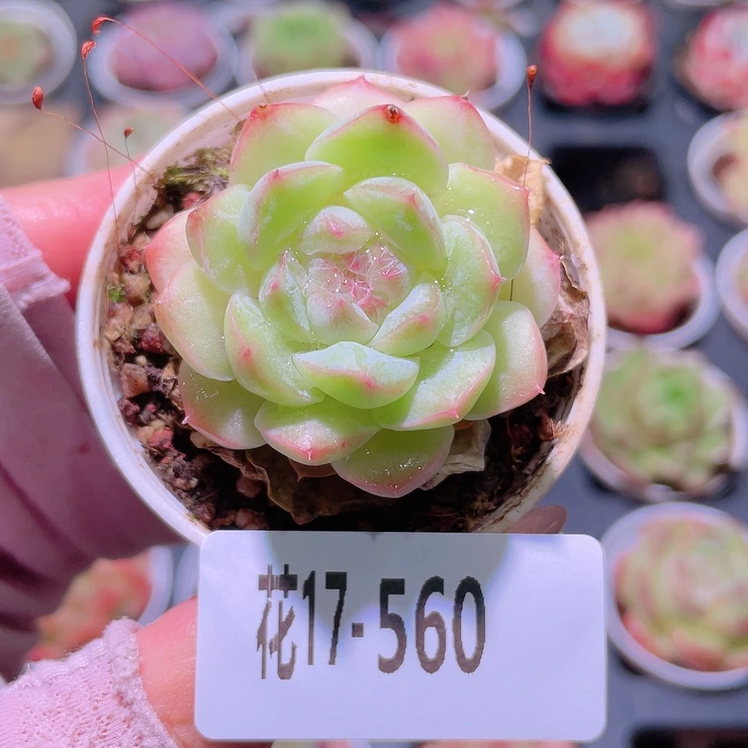 花利美17-560新品