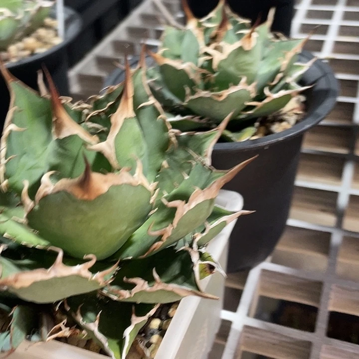 买一送一的076再带一个芽子