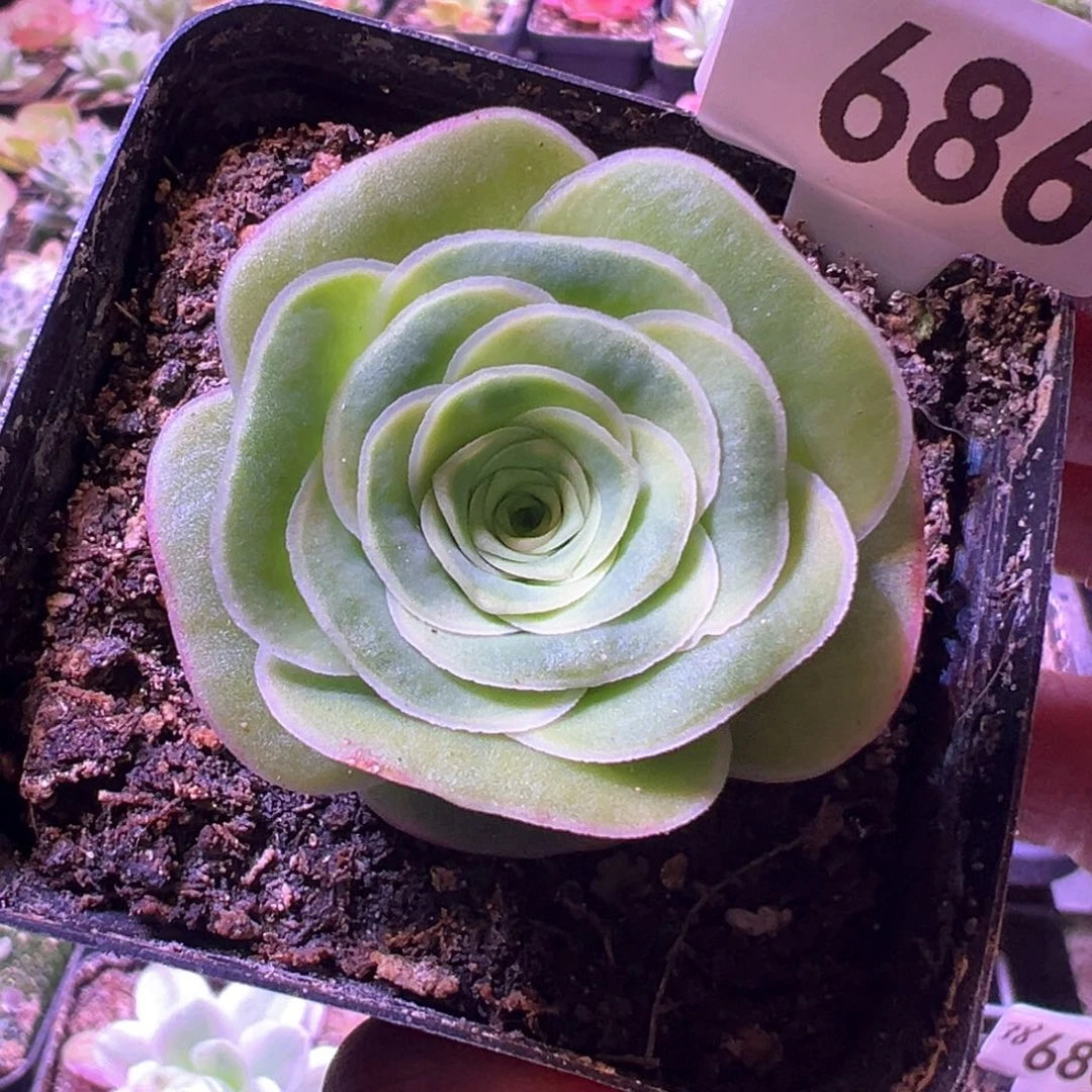 英*没名686山地玫瑰多肉