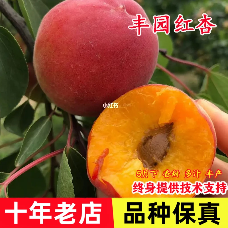 嫁接早熟丰园红杏树苗大果高产77红杏苗盆栽庭院杏子树南北方种植