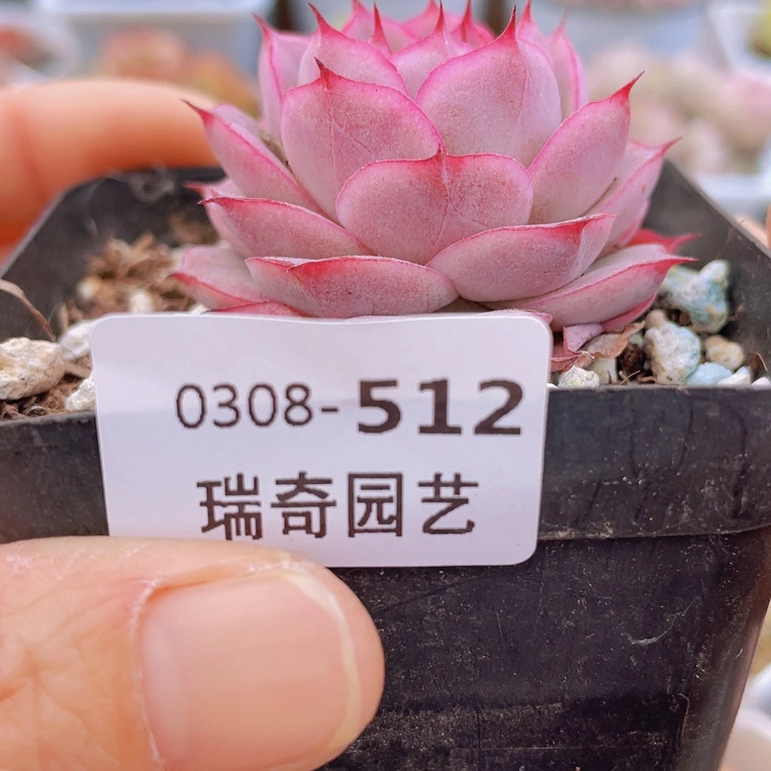 000000000000512量拍