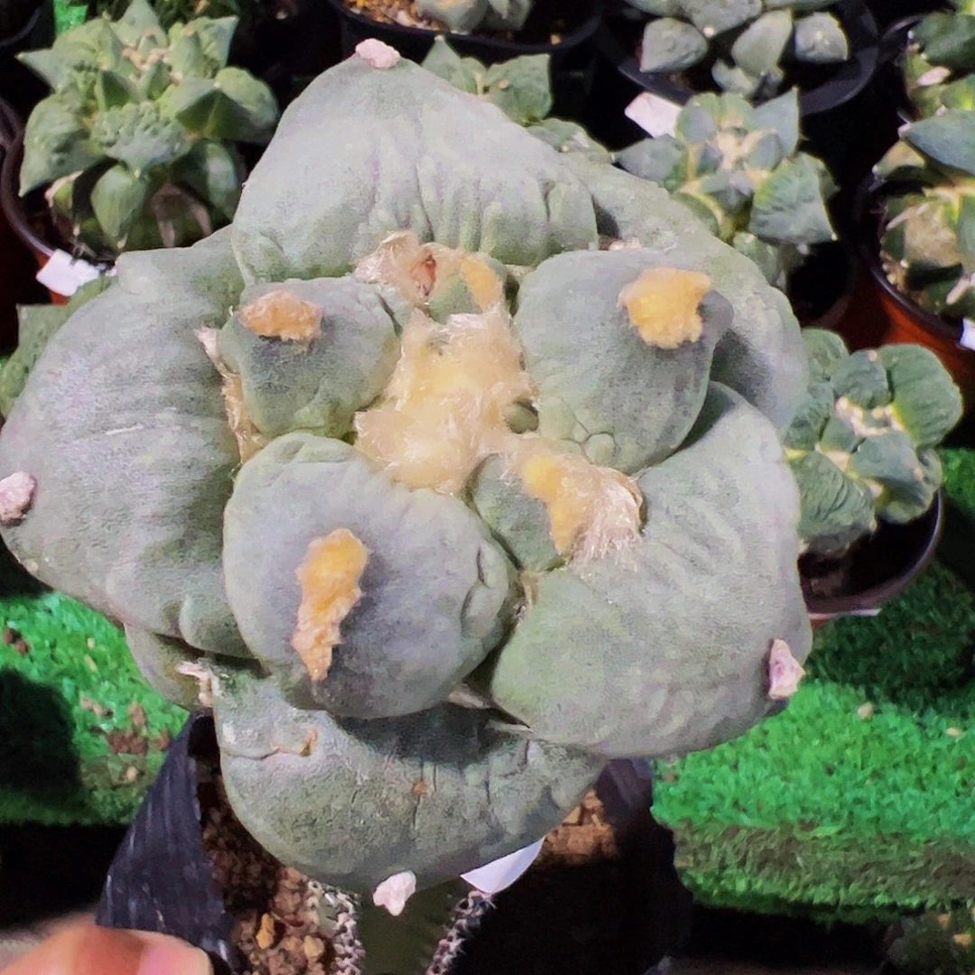 无花朵达摩蓝白青瓷怒涛722