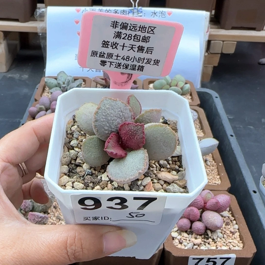 937彩虹翼多肉植物