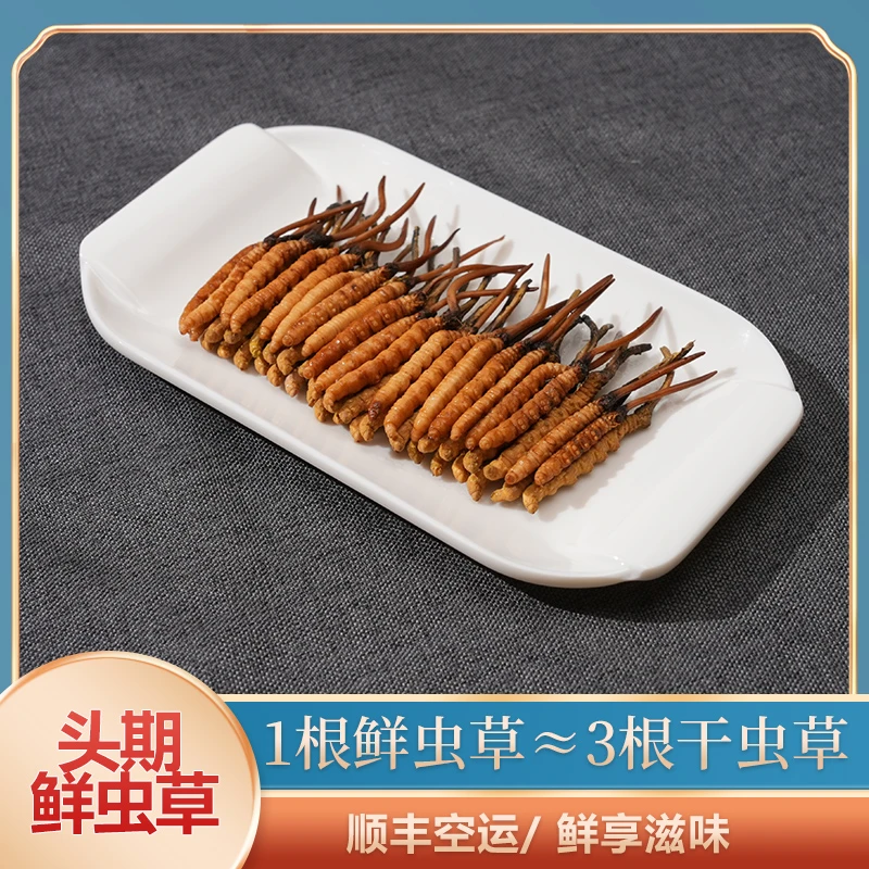 【昊扬专属】0.9-1.2克/根100根 2025新鲜冬虫夏草滋补用品送礼