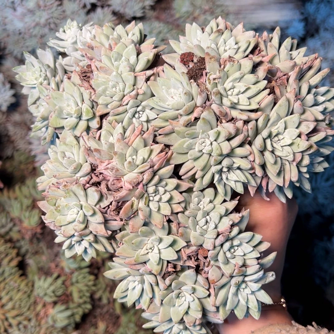 1571瑕疵哈哈哈哈哈哈哈