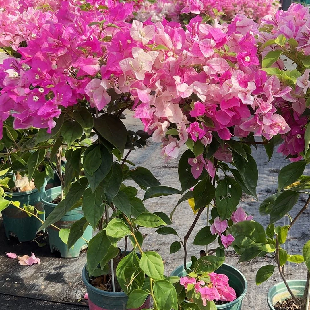 大部分花苞少量开放章红英带竹一颗