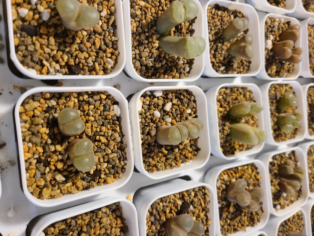 风铃量拍..........多肉..