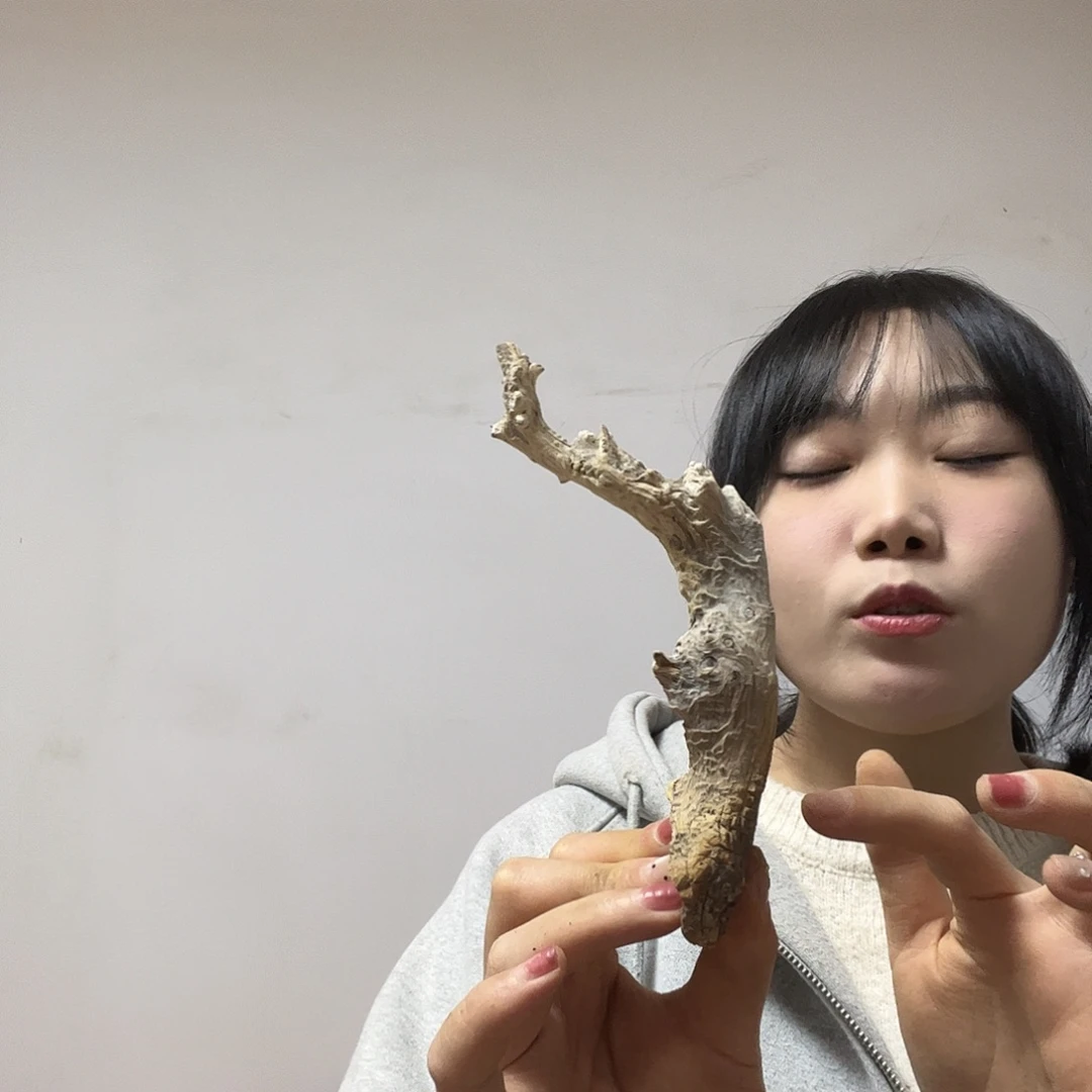 风***上柏木我是一只小小鸟地域文化特色