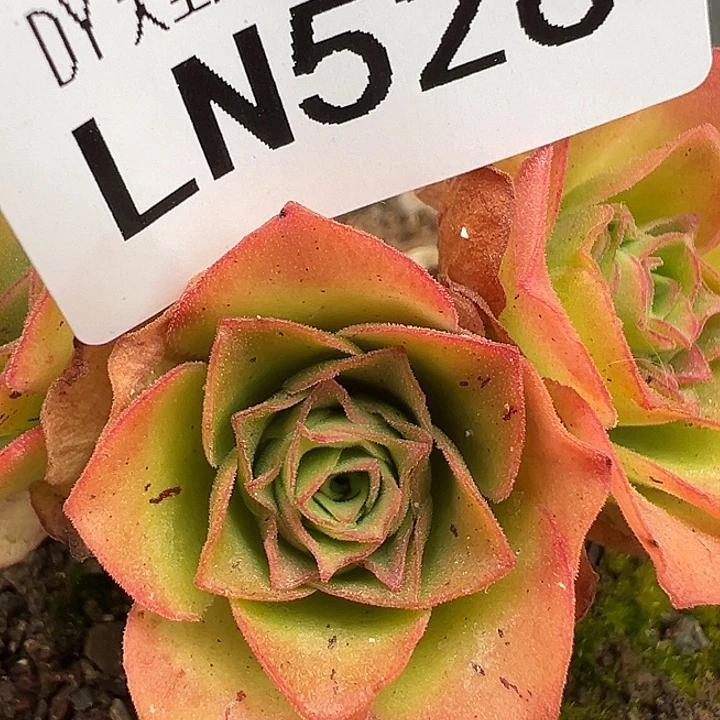 露妮526问尘Ｘ若初粉色侧芽