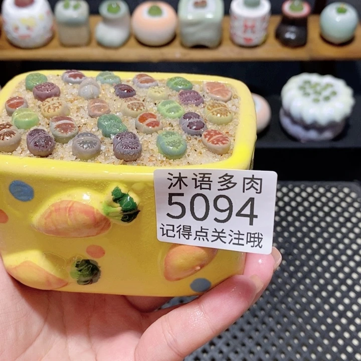 带盆土植物 一物一拍5094