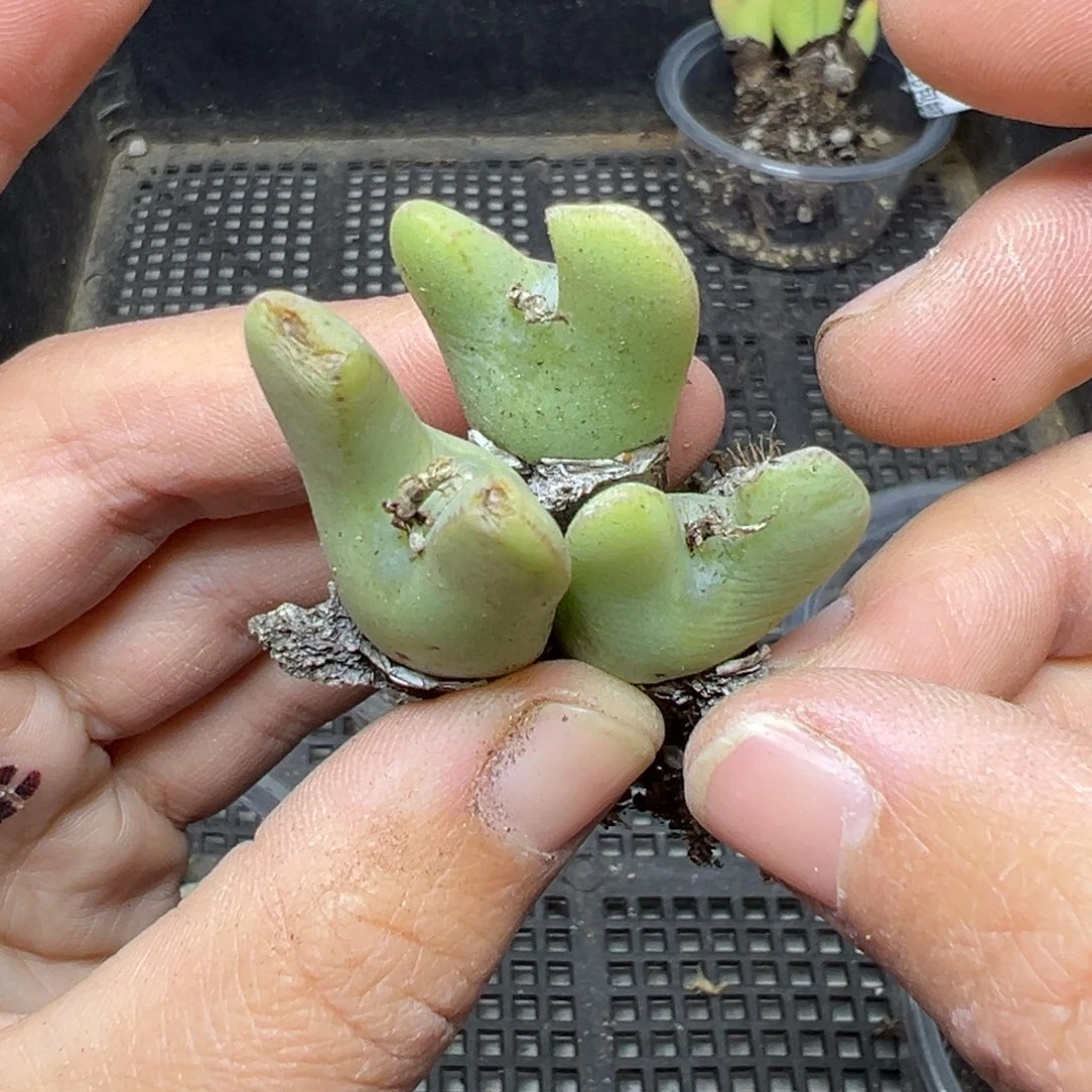 【闪购商品】066……