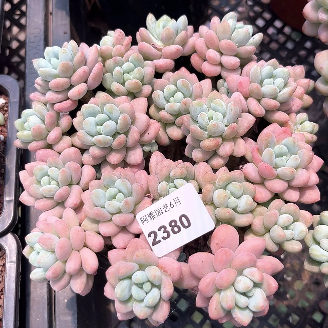 阿雅园艺。   2380鱼子酱