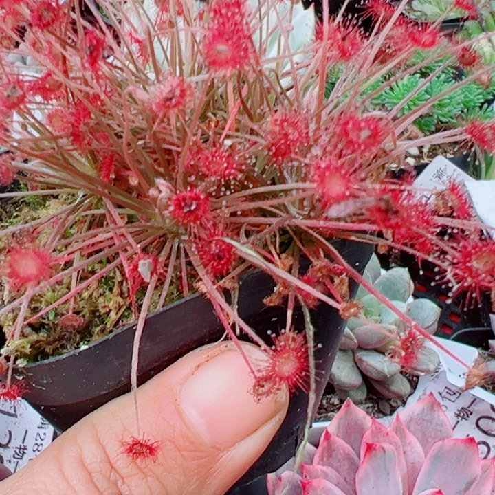 多肉植物捕蝇草孔雀590