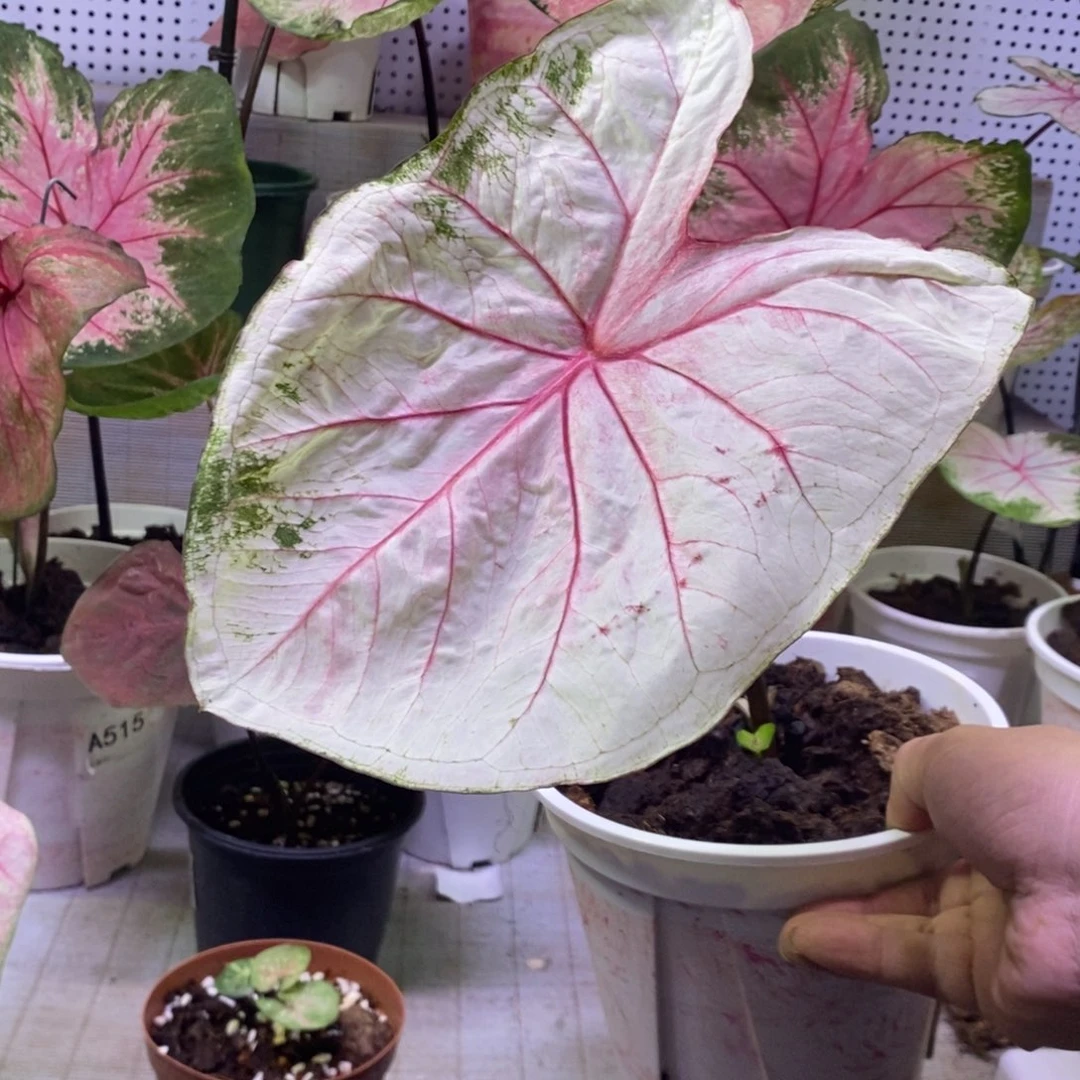 【闪购商品】不开花植物海王603