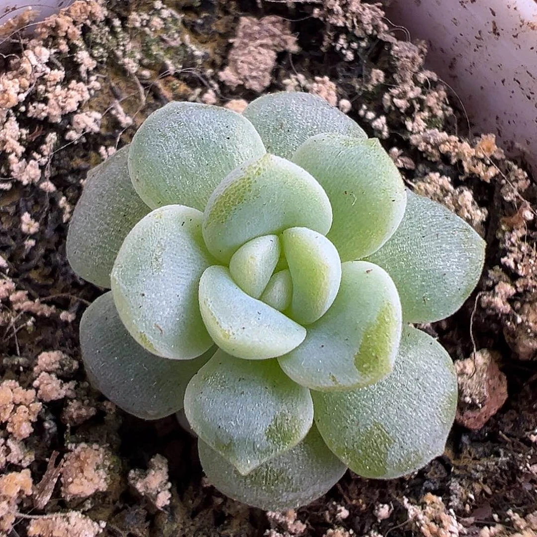 2909甜心。 福利。