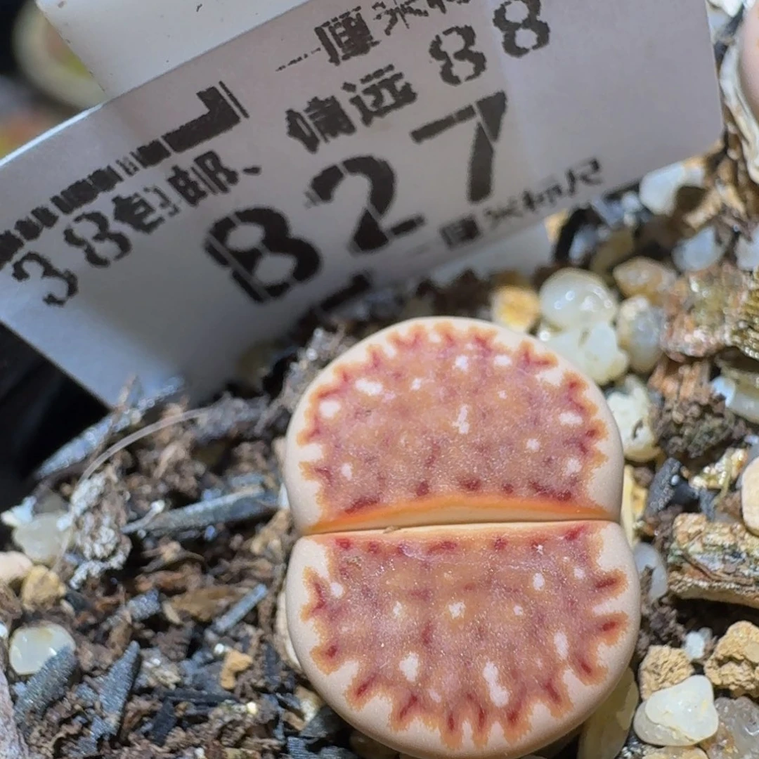 Sssss精品生石花827