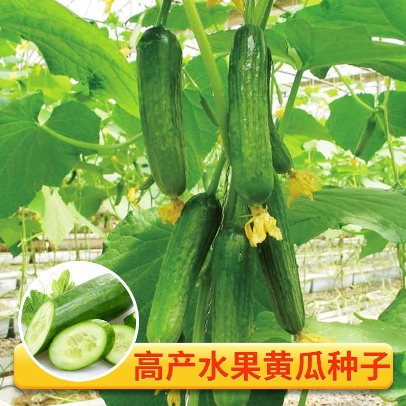 脆甜水果黄瓜种子小黄瓜种籽四季庭院水果种子蔬菜蔬菜种子新种子