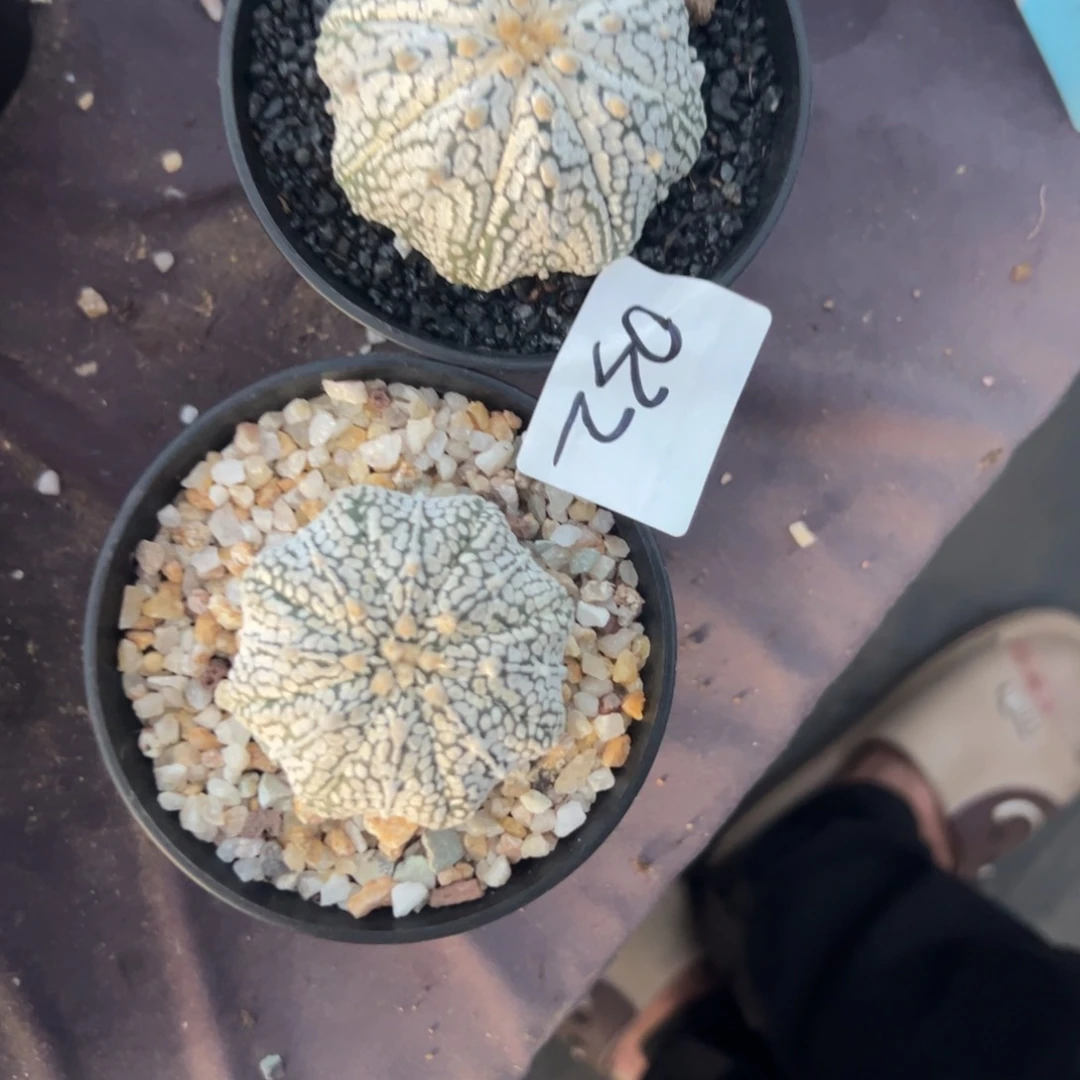 难***3032号兜两颗多肉植物