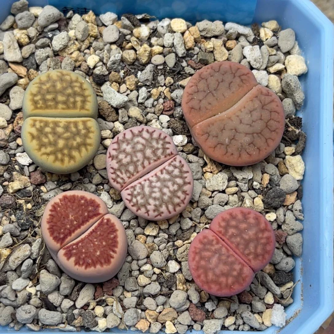 4935锦混合五颗。