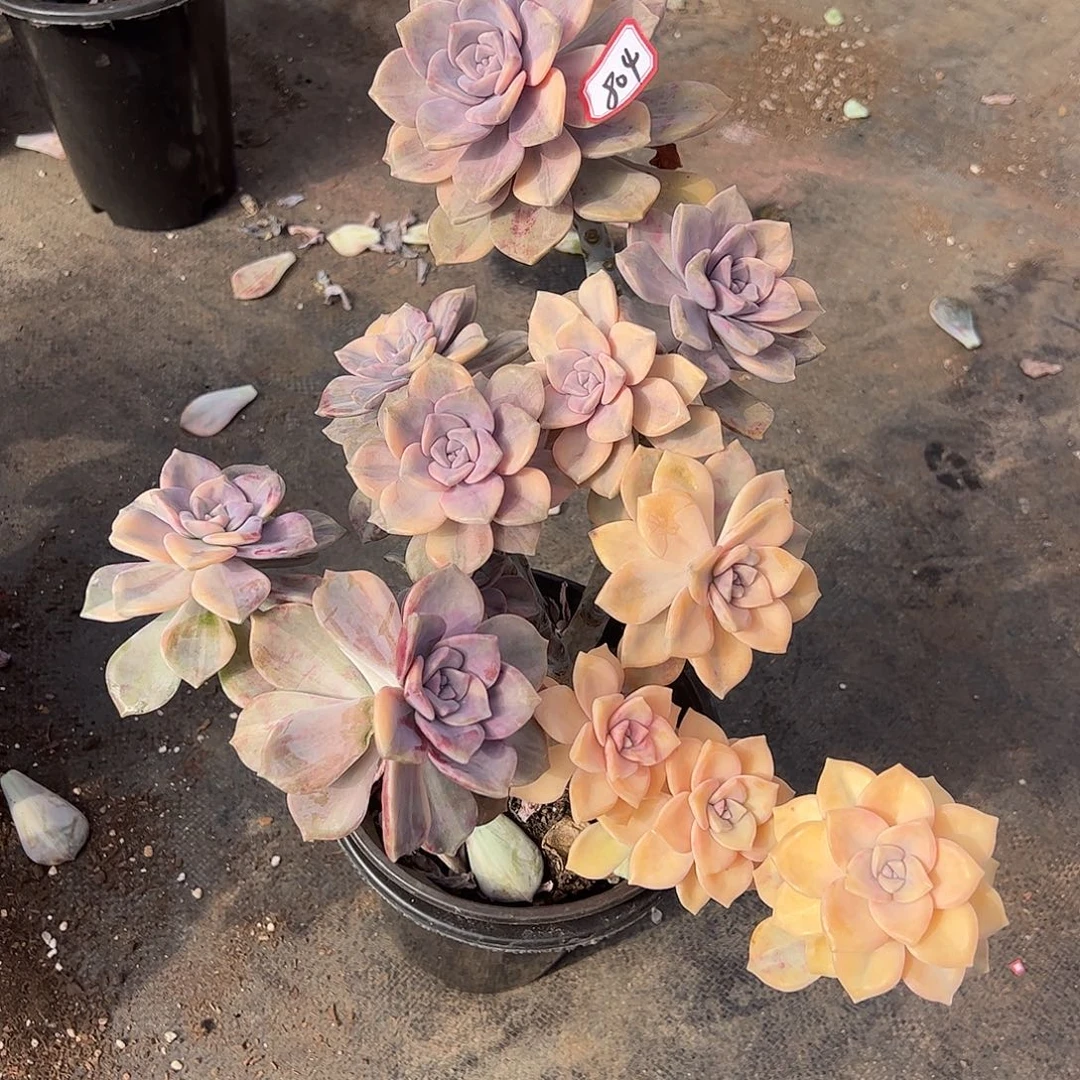 ，***子804号紫乐锦，一物一拍