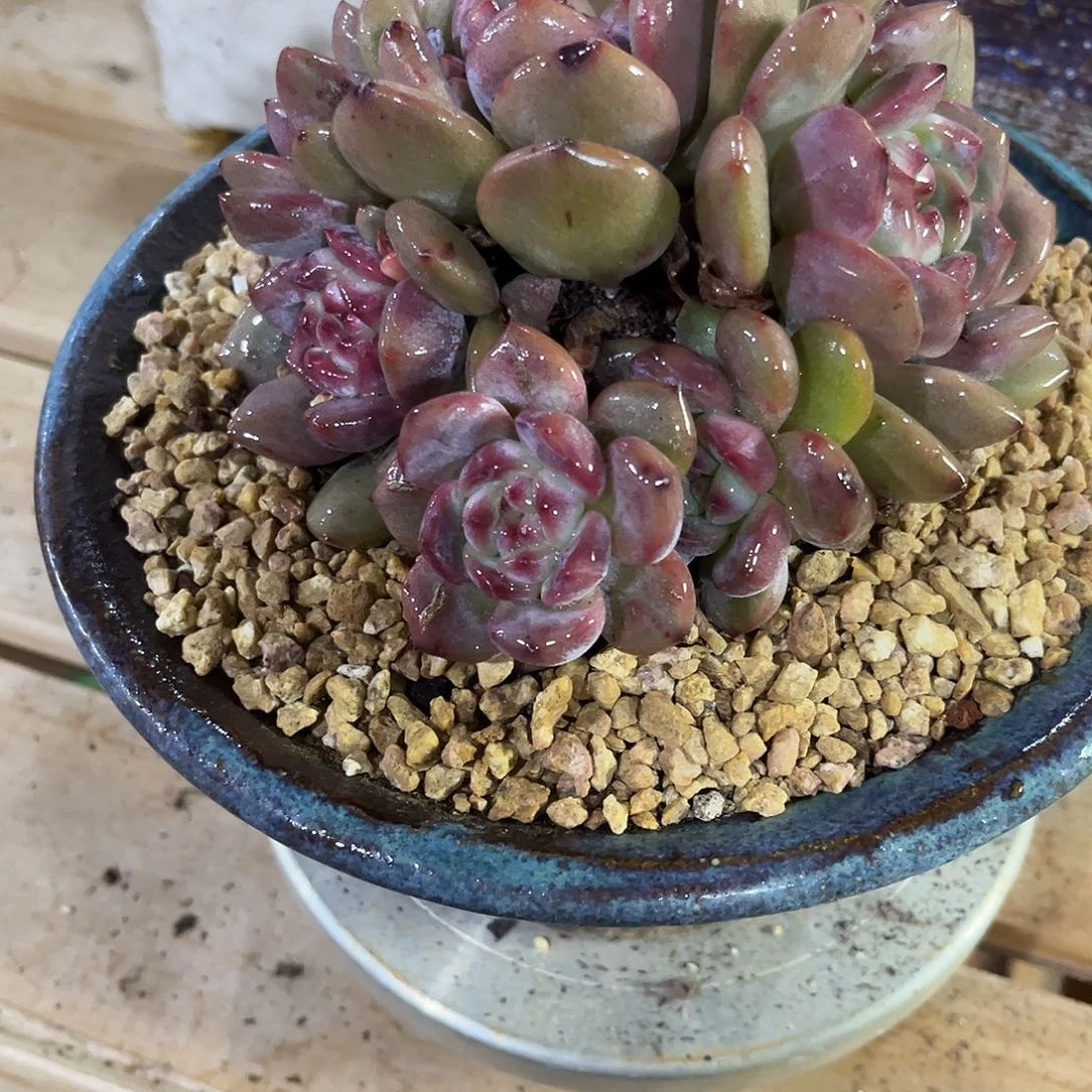 上***咩上古姐姐的石榴籽群