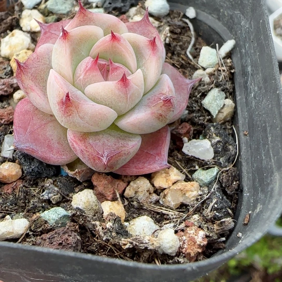 多肉小卡拉米糖心一物一拍