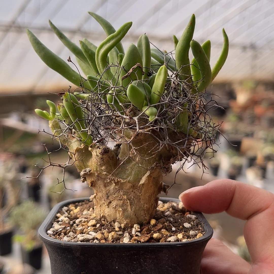 老家产地钢丝球一物一拍