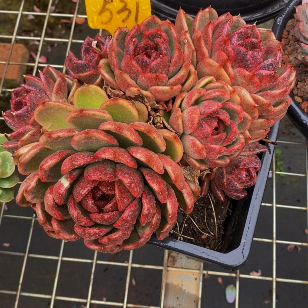 水晶玫瑰531。