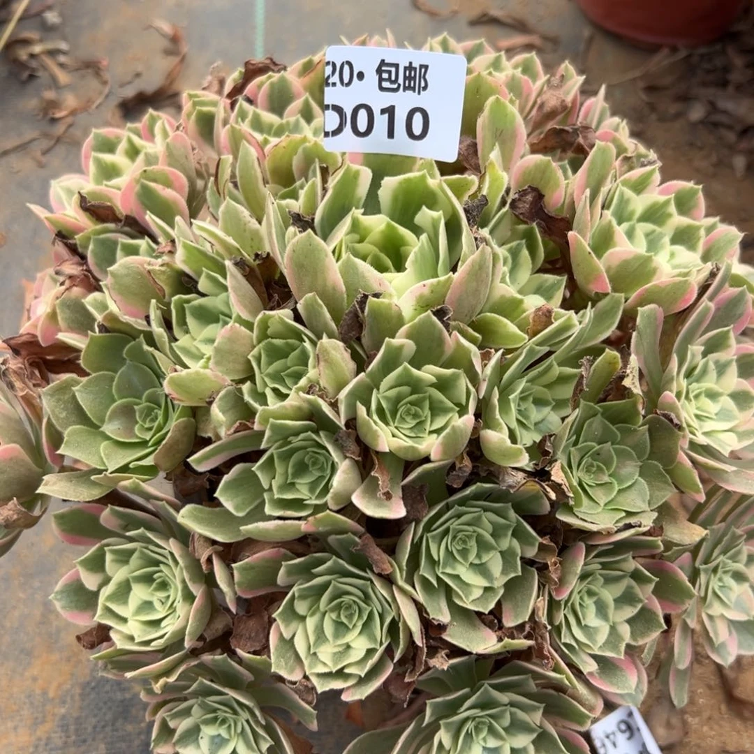 010女妖，多肉法师