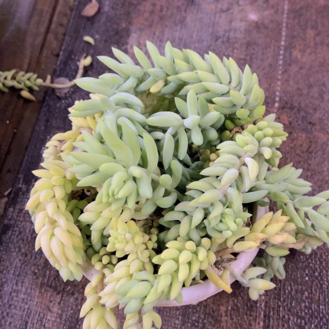 象牙玉坠散装带盆土发货，180杯