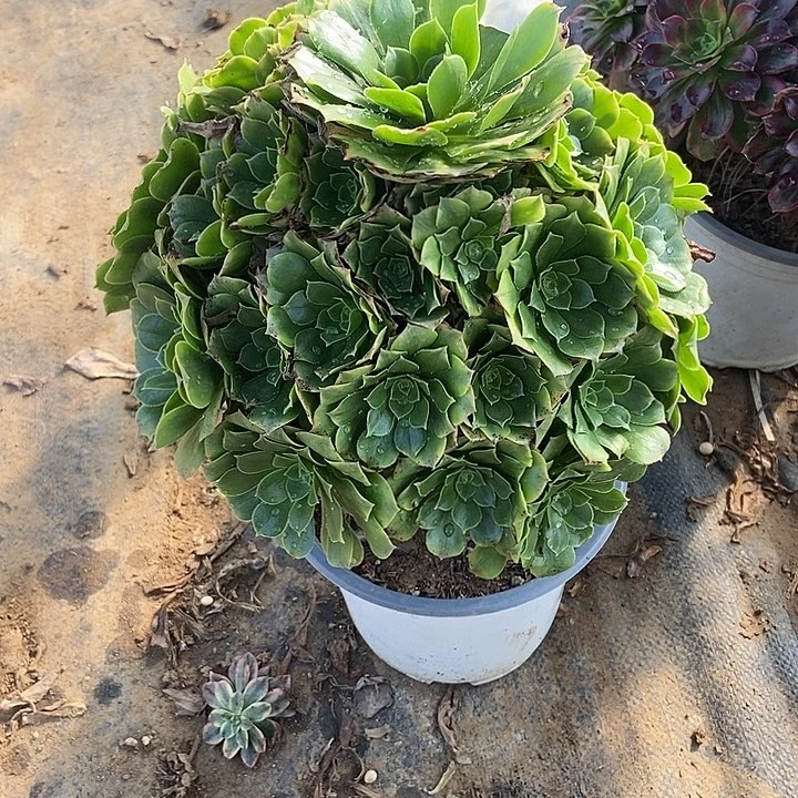 绿玫瑰多肉特价不包断裸根