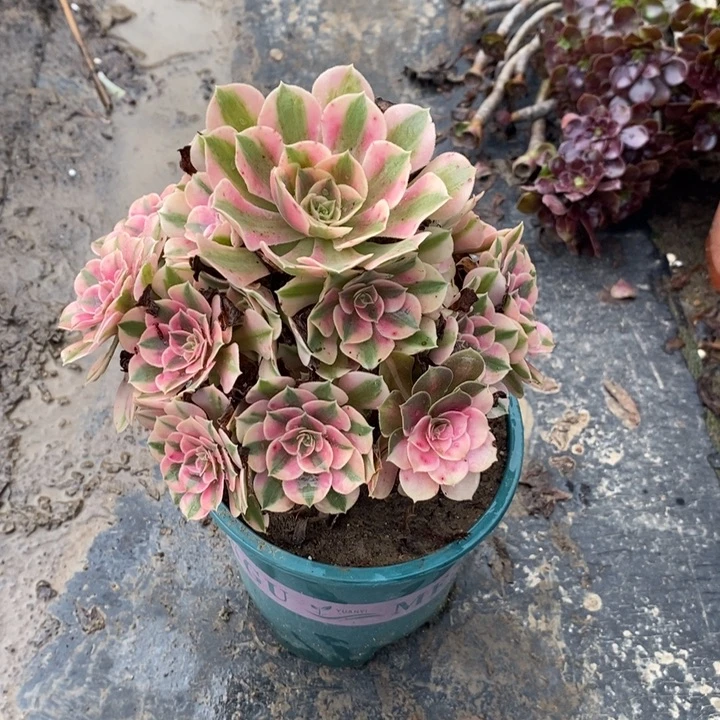 粉女巫67多肉植物法师法师