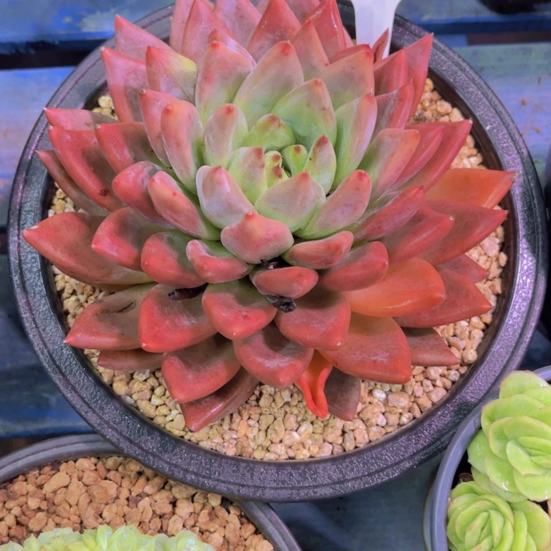 郁***仔婚戒Ａ788一颗一物一拍