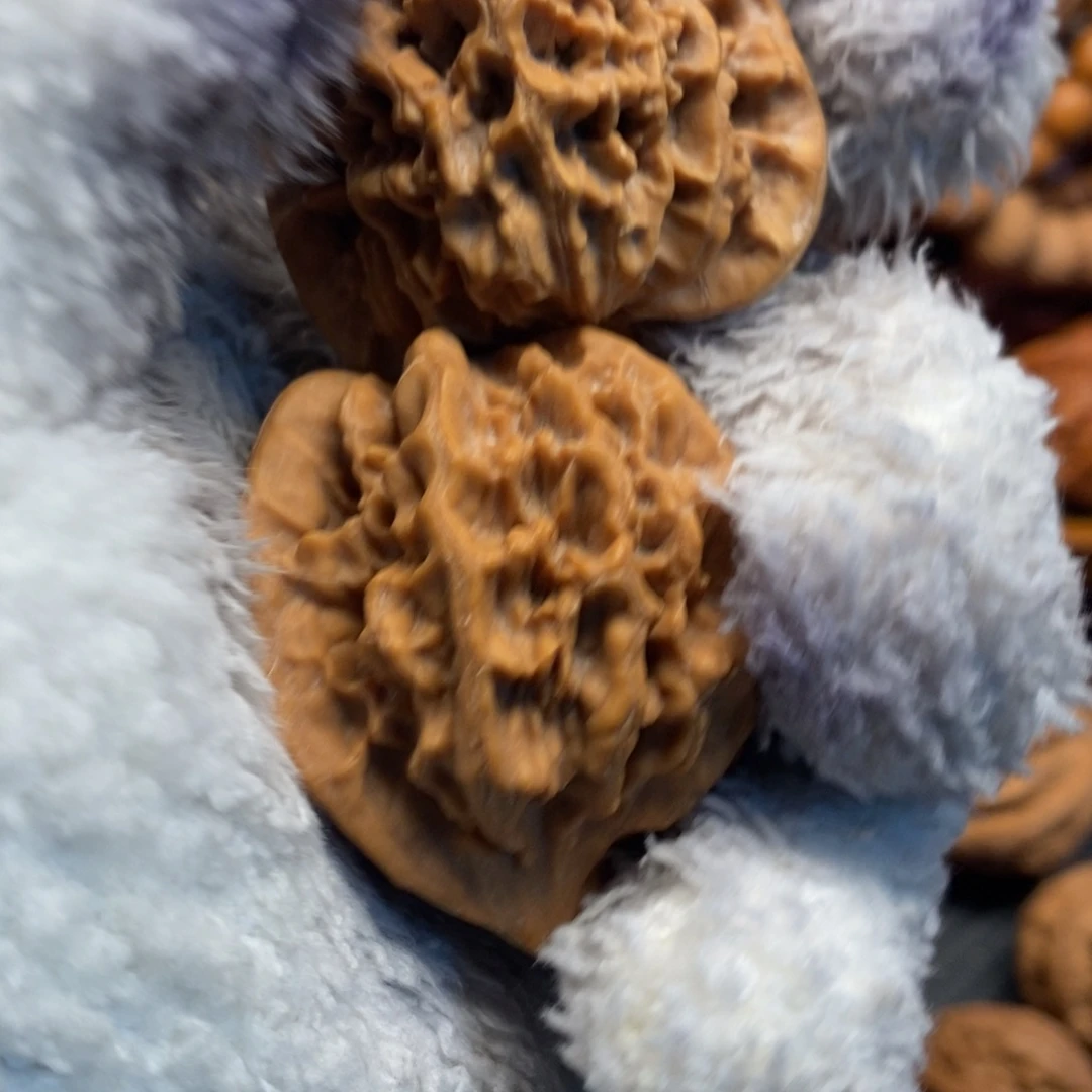 京***梨秦岭森林茂密茂盛成阴