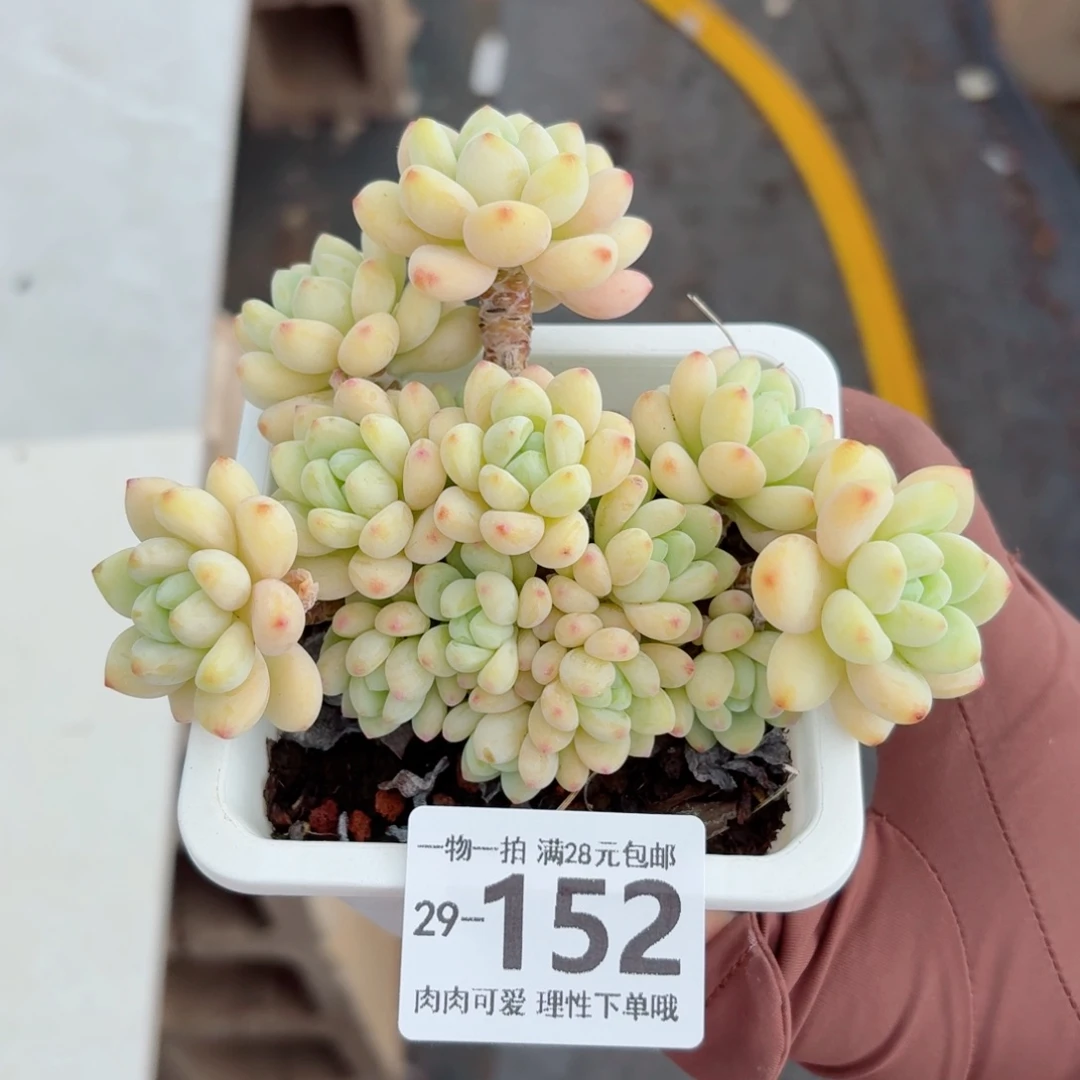 樱花罗琦无盆土发货无盆土发货无
